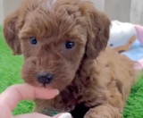 Mini Irish Doodle Puppies For Sale Windy City Pups